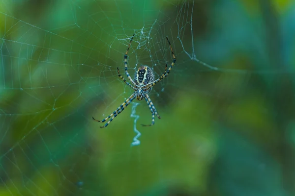 Pavouk Trichonephila Clavipes Své Zlaté Pavučině Nalezené Středním Mexiku — Stock fotografie