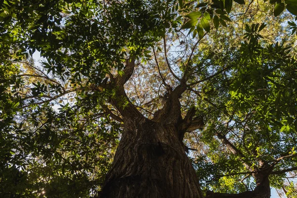 Aşağıdan Bir Ağacın Fotoğrafı Dalları Yaprakları Görebilirsiniz Üzerlerinde Güneş Işınları — Stok fotoğraf