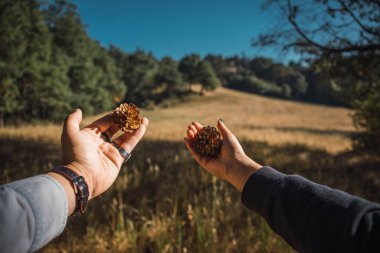Ağaçlı, dallı ve çimenli ormanda çam kozalaklı eller.