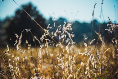 Gün batımında uzun otların ayrıntıları, arka planda ağaçlı, dallı ve çimenli orman 2 kez takdir edilir.