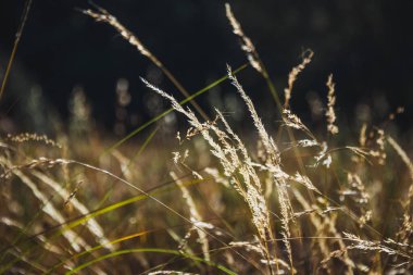 Gün batımında uzun otların ayrıntıları, arka planda ağaçlı, dallı ve çimenli orman takdir edilir. 