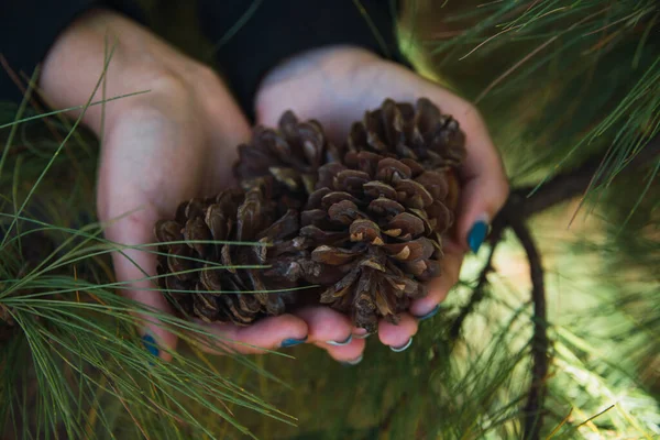 Detail Hands Pine Cones Forest Trees Branches Grass — Stock Photo, Image