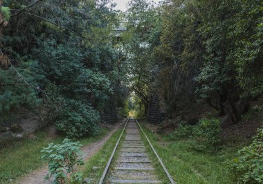 Ormanda sonbahar / kış manzarası, ağaçların dallarından içeri giren ve yumuşak ve sıcak bir ışık atmosferi oluşturan altın ışıkla güzel bir günbatımı. 6