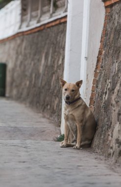 Gün batımında güneşin son ışınlarını yakalayan başıboş bir köpek, bankta oturuyor..