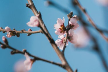 Şeftali ağacının pembe bahar çiçekleri, bu tür çiçekler baharın başlangıcını gösterir..