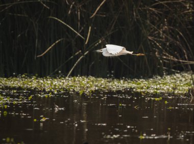 Bataklıkta uçan balıkçıl (Ardea alba) suya inmeye hazır.