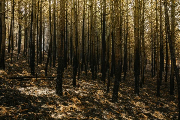 Forest burned by a forest fire, we can distinguish the ash from the grass, burned trunks, bushes, with predominantly ocher and green colors.