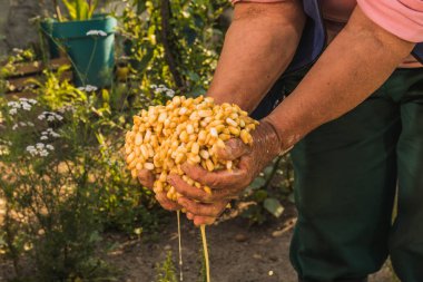 Meksikalı yerli kadın, Meksika 'nın tipik yemekleri olan tortilla için hamur yaratmak için beyaz mısırdan yapılmış geleneksel nixtamal' ı hazırlıyor..