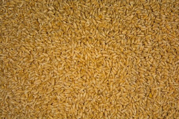 White corn shelled on tubs for the creation of dough for tortillas, typical food of Mexico.