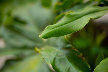 Bir bitkinin yaprakları, dokusu ve yoğun yeşillik gölgesi ayırt edicidir..