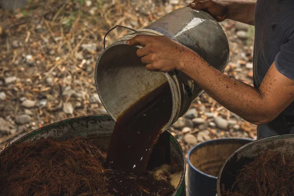 İşçi, magugözlerin kalplerindeki sıkılmış sıvıları boşaltır ve böylece tipik bir Meksika içeceği olan Mezcal 'ı yaratabilir.