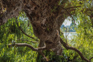 Gölün yanındaki ağaç, dalların detayları ve su ayna görevi görür, yeşil tonlar toprağın ve ahşabın kahverengi tonlarını tamamlar..