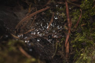Kozalaklı ağaçlar ormanı, sisli, dallar ve yosunların detayları, yaprakların üzerine su damlaları ve yağmur.