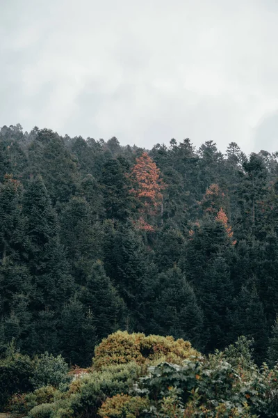 Nadelwald Mit Nebel Details Von Zweigen Und Moos Wassertropfen Auf — Stockfoto