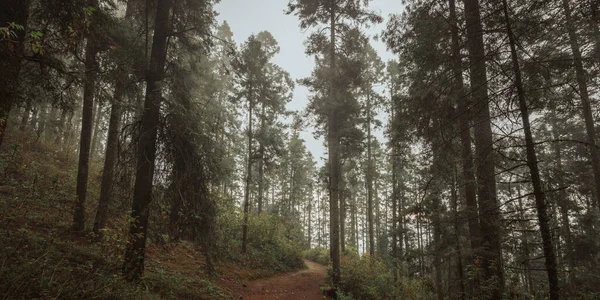 Les Jehličnatých Stromů Mlhou Detaily Větví Mechu Kapkami Vody Listí — Stock fotografie