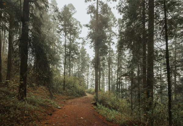 Les Jehličnatých Stromů Mlhou Detaily Větví Mechu Kapkami Vody Listí — Stock fotografie