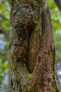 Ağaç gövdesinin kabuğunun dokuları, kahverengi, yeşil, gri ve okçu gibi renkler baskın olanlardır, tüm gövdelerin ayrıntıları farklıdır.
