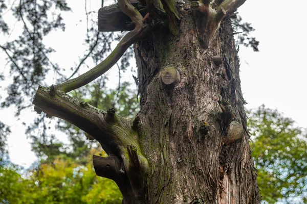 Texturen Van Schors Van Boomstammen Kleuren Zoals Bruin Groen Grijs — Stockfoto