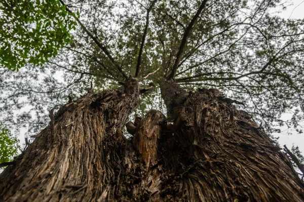 Texturen Der Rinde Der Baumstämme Farben Wie Braun Grün Grau — Stockfoto