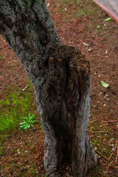 Texturas Corteza Los Troncos Los Árboles Colores Como Marrón Verde — Foto de Stock