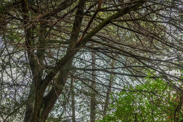 Texturen Der Rinde Der Baumstämme Farben Wie Braun Grün Grau — Stockfoto