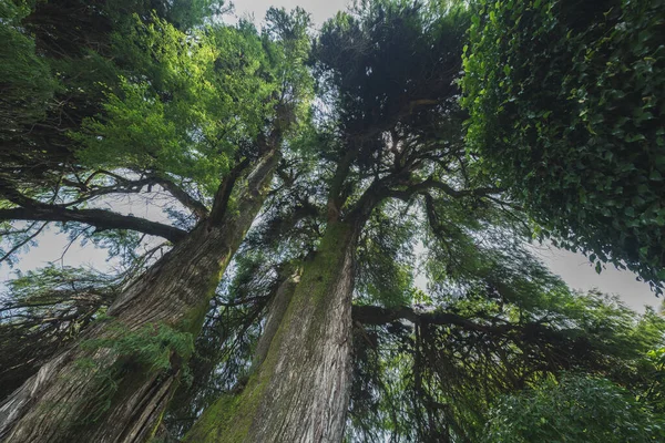 Valle de Bravo Büyülü Kasabası 'nda ağlayan dev söğüt ağacı. Farklı bir açıdan.