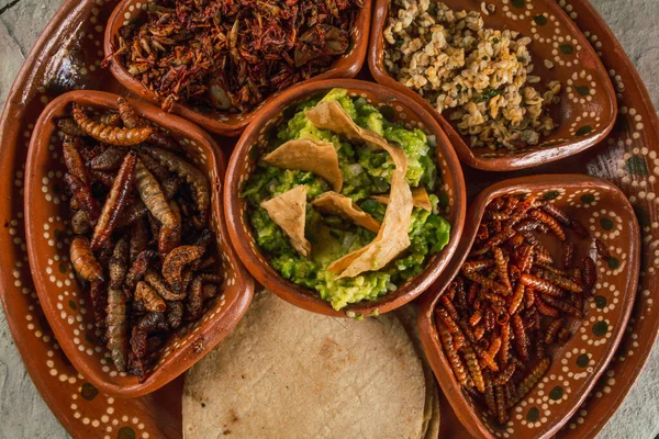 Plate with multiple edible insects, traditional Mexican food, among the dishes are escamoles, grasshoppers, chinicuiles, maguey worms, guacamole with tortilla chips and tortillas