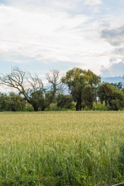 Ön planda buğday tarlası, arka planda ağaçlar, bulutlar ve dağlar..