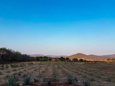 Geleneksel bir Meksika içeceği olan mezcal 'ı yapmak için tipik Meksika manzarası, farklı agave bitkilerini gösteriyor, arka planda dağlar güneşin ışığında banyo yapıyor.