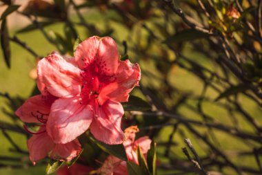 Baharda gün batımının altın ışığıyla tomurcuklanan pembe açelya çiçeğinin yaprakları ve taç yaprakları.