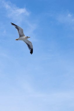 Martı kanatlarını havaya yaydı. Mavi gökyüzünde süzülüyor. Özgürlük kavramı, doğanın saflığı, kuşların korunması. Dikey. Boşluğu kopyala.