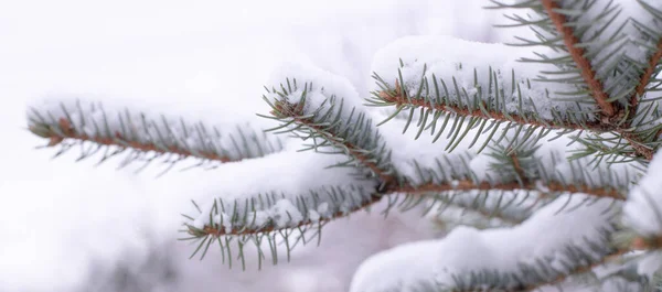 Branches of a real Christmas tree with short needles are covered with snow.  New Year\'s simple concert. Winter background, texture. Isolated. Horizontal banner. Close up.