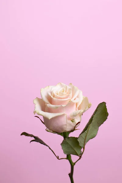 Beau Bouton Rose Sur Fond Rose Concept Pour Invitation Félicitations — Photo