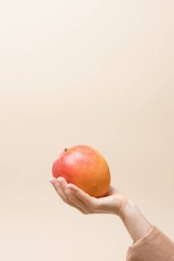 Bej rengi izole edilmiş arka planda taze mango tutan bir kadın. Kadın avucunda su damlalarıyla kaplı tropik meyve. Kapatın. Kavram sulu, vitaminler, vejetaryen, doğal organik gıdalar, meyveler..