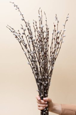 İlkbaharın sembolü, tomurcukları kabarık, filizlenen söğüt dalıdır. El, bej arka planda bir grup kahverengi dalı tutuyor. Minimalizm, Paskalya, palmiye pazarı, bahar zamanı