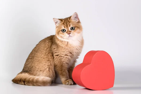 Британська Кішка Імбир Сидить Біля Червоної Коробки Подарунками Вигляді Серця — стокове фото