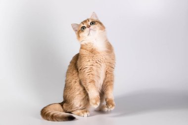 Zencefilli safkan bir kedi yavrusu arka ayakları üzerinde duruyor, yukarı bakıyor. İngiliz kedisi beyaz arka planda oynuyor. Stüdyo ışığı. Boşluğu kopyala.