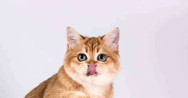 Голодний Імбирний Кіт Дивиться Тебе Виштовхує Язик Лиже Губи Ізольовані — стокове фото