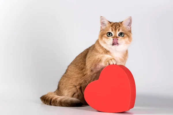 Cute Ginger Kitten British Cat Sits Red Gift Box Shape — Stockfoto