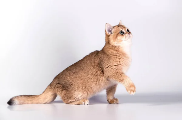 Schattig Katje Loopt Zijn Poot Stijgend Een Witte Studioachtergrond Naar — Stockfoto