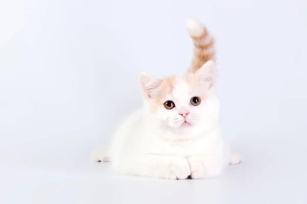 Кошеня Британської Породи Ізольоване Білому Тлі Контакт Очима Білий Маленький — стокове фото