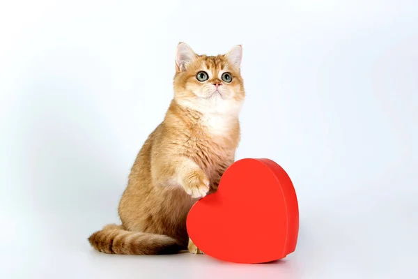 Şirin kızıl kedicik İngiliz kedisi kalp şeklinde kırmızı bir hediye kutusunun yanında oturuyor. Beyaz arka plan. Stüdyo ışığı. Aşk kavramı, Sevgililer Günü, romantizm, güzel kedi. Uzayı kopyala Göz teması.