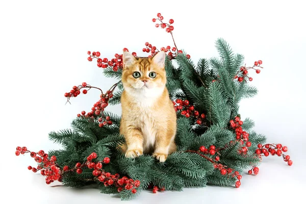 かわいい 面白い英国の生姜子猫はクリスマスリースにポーズ 白い背景に隔離されている 虎の年 美しい猫と装飾的なクリスマスツリー 冬と新年のレイアウトの概念 — ストック写真