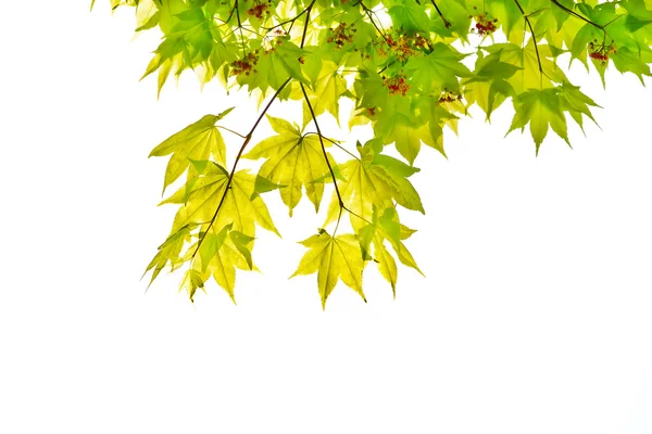 Японский зеленый кленовый лист выделен на белом фоне — стоковое фото