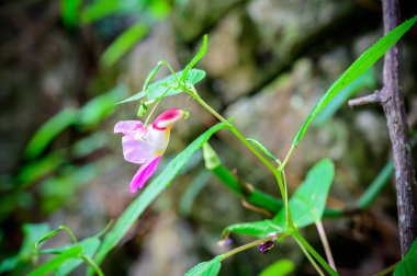 Papağan Çiçeği (Balsaminaceae, Sci. Adı Impatiens psittacina Hk.f) Tayland 'ın Chiang Mai bölgesindeki Chiang Dao Vahşi Yaşam Sığınağı, Doi Luang Chiang Dao' da..