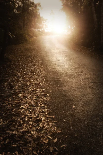 Karanlık Orman orman sabahı yolda