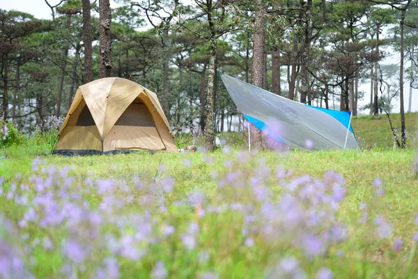 De tent op Camping site — Stockfoto