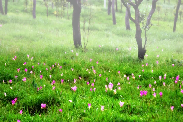 Nebliger Wald mit siam Tulpenblüten auf dem Boden — Stockfoto