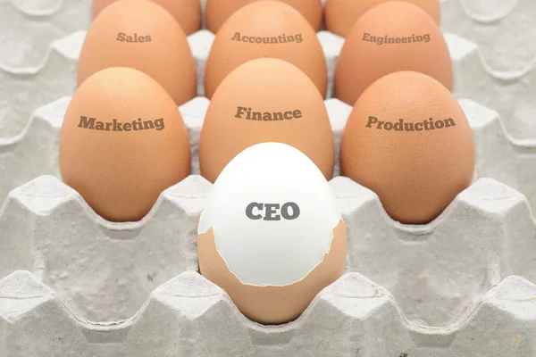 Şirket kuruluş yumurta kurmak