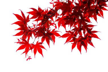 İzole Japon kırmızı akçaağaç yaprağı